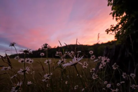 Patch of Daisies Bloom At Sunset In Cades Cove 库存照片