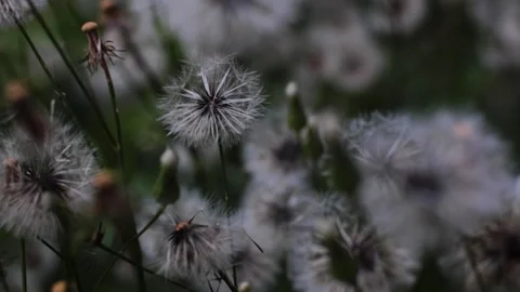 A patch of dandelion flowers and blurred insects in the background 스톡 동영상 154779437