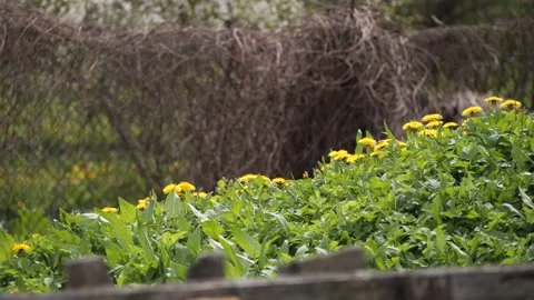 A patch of dandelions (Taraxacum officinale) in full bloom Vídeos de archivo 307865064