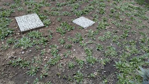 A patch of dark soil with scattered green plants and two light-colored, tex.. Stock Photos