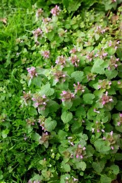 Patch of dead nettle with small purple flowers Stock Photos