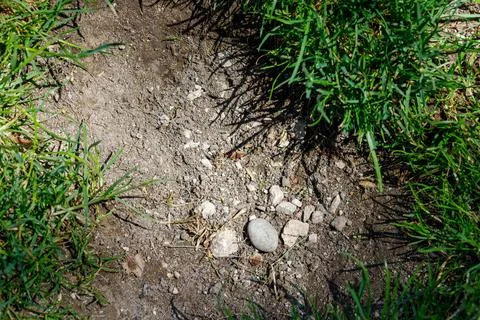 Patch of Dirt and Stones Surrounded by Grass Stock Photos