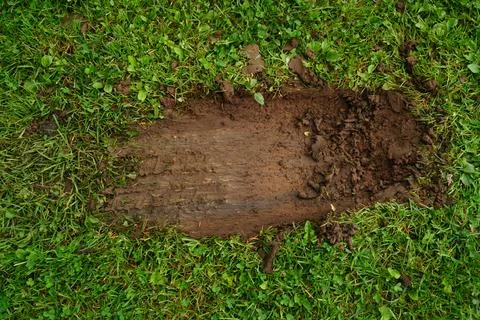 A patch of disturbed wet mud and grass viewed from directly above 写真素材