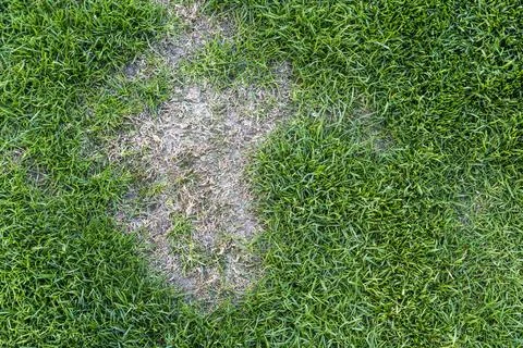 A patch of dried grass surrounded by lush green turf, highlighting a contrast in 스톡 사진