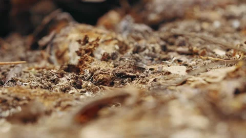 A patch of dry earth on a forest floor with ants crawling around in and out of Video stock 332819015