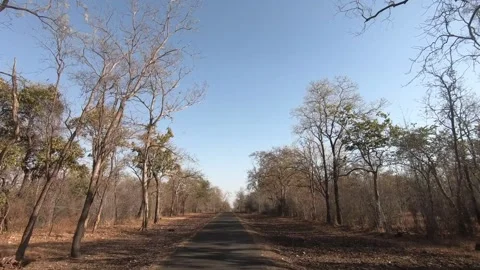 A patch of dry trees in Tadoba national park Stock Footage 307843077