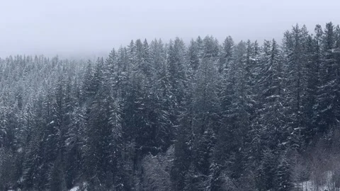 Patch of Evergreen trees get dusted by snow. Slow mo. Stock Footage 301370333