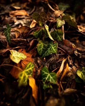 A patch of fallen leaves sits on the ground next to some other leafs Fotos de archivo