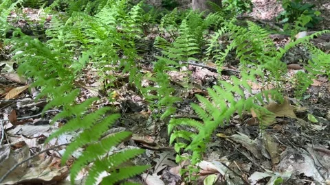 Patch of ferns growing out of dead leaves sway in the wind Video stock 239491974