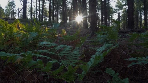 A patch of ferns in the morning sun in the forest Stock Footage 340149869