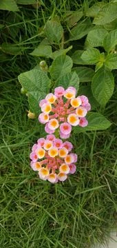 Patch Flowers Stock Photos