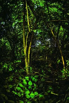 A patch of forest on a bike path in Orwell, Ohio; ultra-wide angle 写真素材