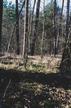 Patch of forest close-up, early spring in dense overgrown vegetation. Stock Photos