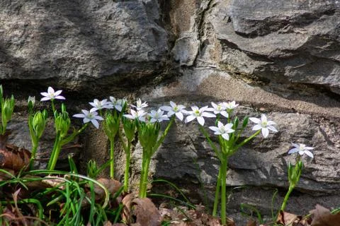A Patch of Fresh White Flowers Growing Next to a Cobblestone Wall Stock Photos