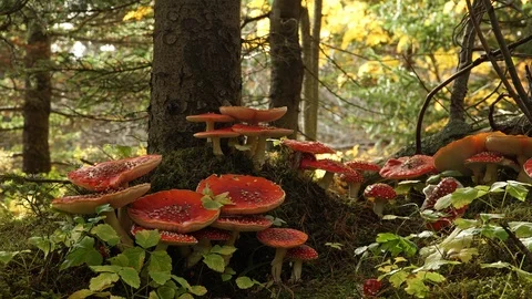 Patch of fully opened Amanita Muscaria mushrooms Iceland Stock Footage 119794895