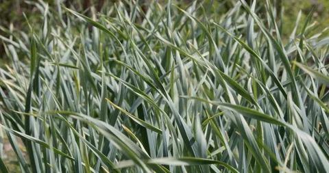 Patch with garlic swaying in wind. Vegetable growing in farm Vídeos de archivo 109540631