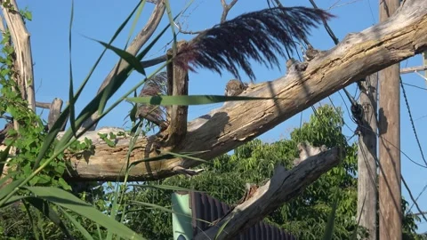 A patch of giant wild Pampas grass Stock Footage 205554662