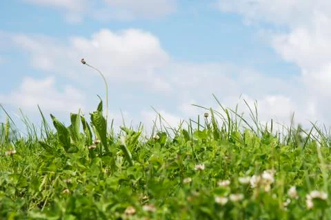 Patch of grass with blue sky in the background Stock Photos