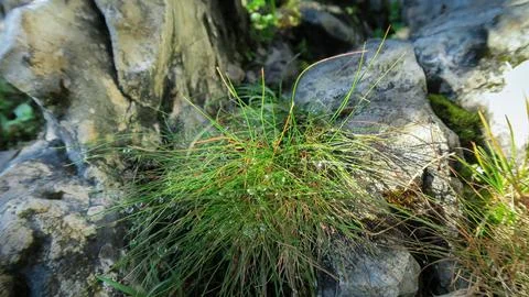 A patch of grass covered with morning dew growing on the rocks Stock Photos
