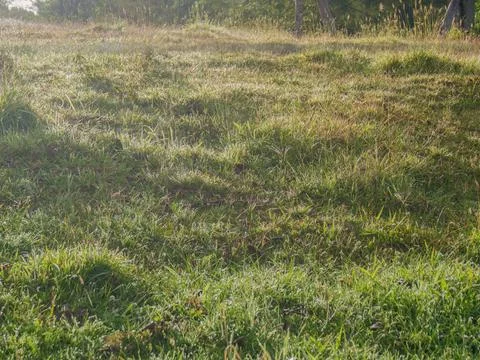 A patch of grass with dew drops on it illuminated by the first sunlight of .. Stock-Fotos
