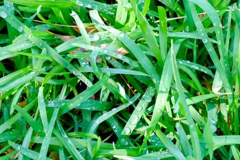 Patch of grass with dew on it Stock Photos