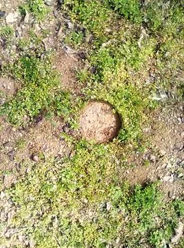 Patch Of Grass With Disturbed Earth 库存照片