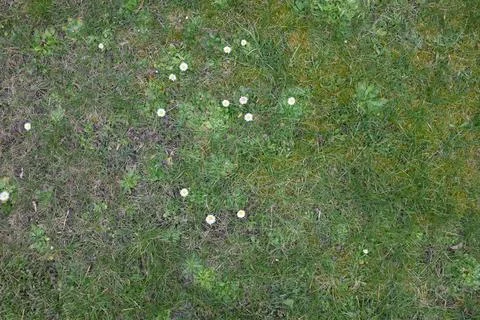 A patch of grass with a few flowers scattered throughout Stock Photos