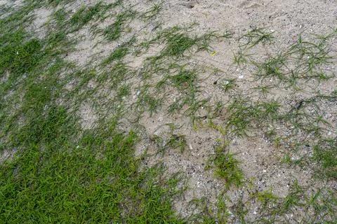 Patch of grass is growing on a sandy area Stock Photos