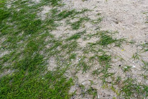 Patch of grass is growing on a sandy area Stock Photos
