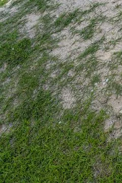 Patch of grass is growing on a sandy area Stock Photos