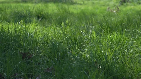 Patch of grass in Kew Gardens, half of which is illuminated by the sun, slomo Stock Footage 306884399