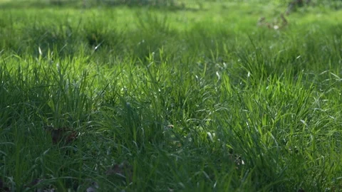 Patch of grass in Kew Gardens, illuminated by the sun, regular speed Stock Footage 306884371