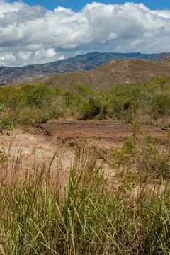 A patch of grass with the La Candelaria desert landscape in the background, i Stock-Fotos