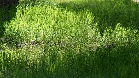 Patch of grass lit up by the sun blowing in slow motion Vídeos de archivo 333609170
