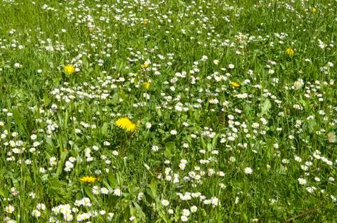 Patch of grass Fotos de archivo