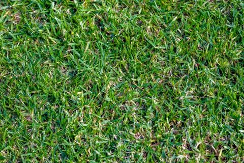 Patch of grass 库存照片