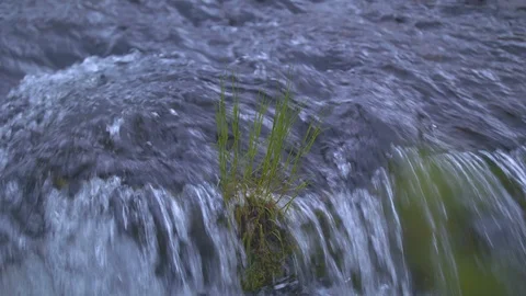 Patch of Grass in the Rapids Stock Footage 90493807