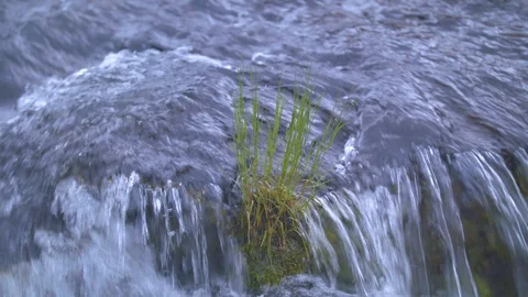 Patch of Grass in the Rapids Stock Footage 90501979