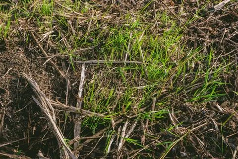 Patch of grass with some dead leaves and twigs Stock Photos