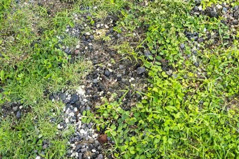 Patch of grass with some rocks and weeds Stock Photos