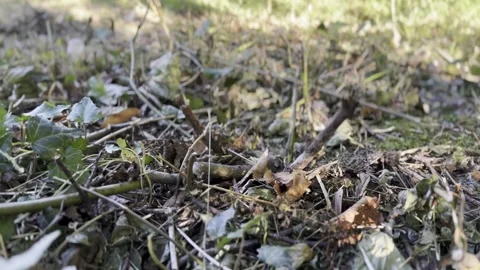 Patch of grass with some weeds and dead leaves on the ground Stock Footage 313235598