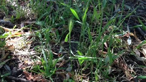 Patch of grass with some weeds growing in it Stock Footage 313231673