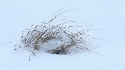 Patch of grass at winter Stock Footage 10580458