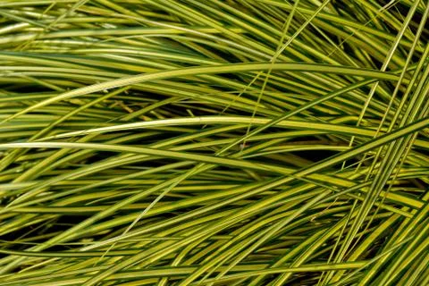 A patch of grass with yellow stripes Stock Photos