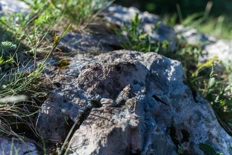 A Patch of Green at Fish Mountain Stock Photos