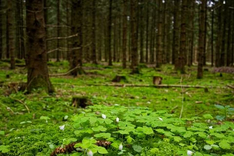 A patch of green grass and lots of trees in the woods 스톡 사진