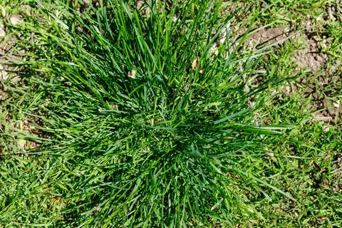 Patch of Green Grass with Bare Earth Stock Photos