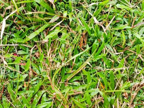 Patch of green grass with mixed blades and small plants Stock Photos