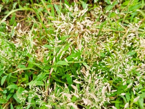 Patch of green grass with mixed blades and small plants Stock Photos