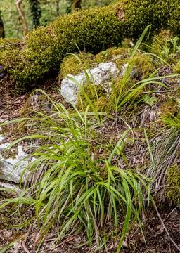 Patch of green grass on a rocky surface covered with dense moss. Stock Photos